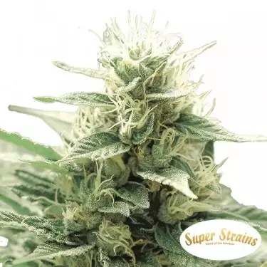 Comprare Agartha CBD di Super Strains- Grow Barato