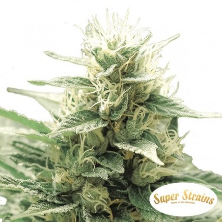 Comprare Agartha  CBD di Super Strains- Grow Barato