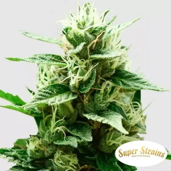 Visualizzazione Mexican Candy