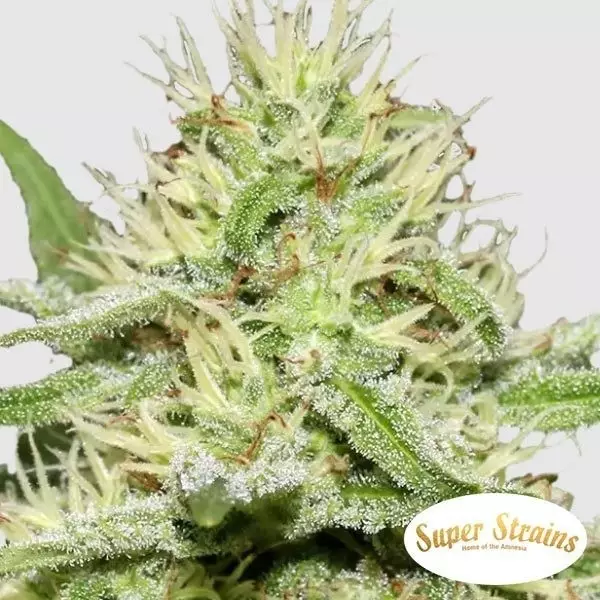 Visualizzazione Enemy's Dream