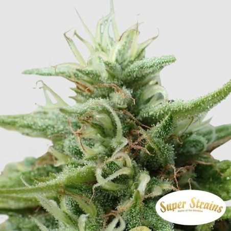 Cookies Krush