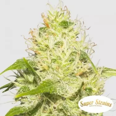Acquista La Jefa Super Strains - GB The Green Brand