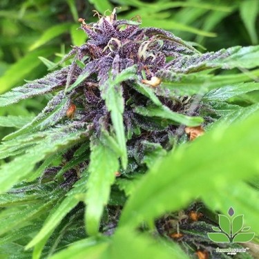 Visualizzazione Acquista Purple Maroc di Female Seeds - GB