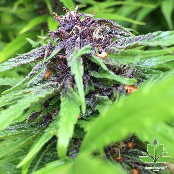 Visualizzazione Acquista Purple Maroc di Female Seeds - GB