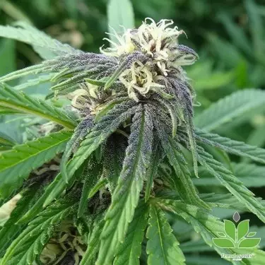 Comprare Easy Sativa di Female Seeds- GB The Green Brand