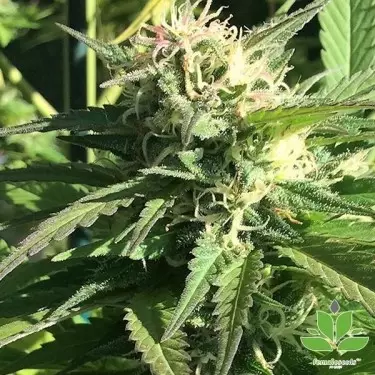 Acquista Outdoor Grapefruit Female Seeds - Grow Barato