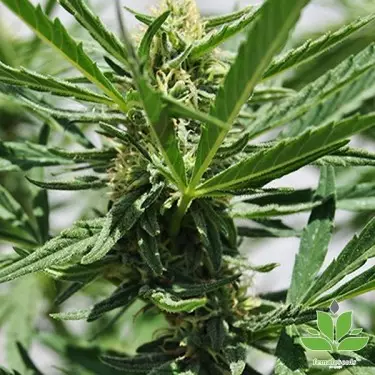 Comprare Critical Sour di Female Seeds- Grow Barato