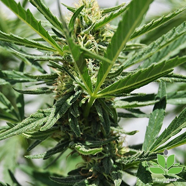 Visualizzazione Comprare Critical Sour di Female Seeds- Grow Barato