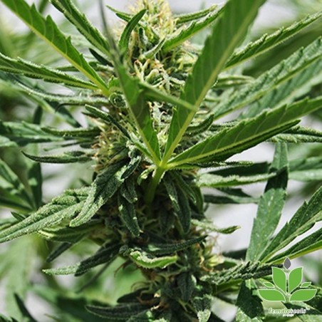 Comprare Critical Sour di Female Seeds- Grow Barato