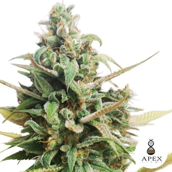 Visualizzazione Choco Muffin Apex Seeds semi femminizzati