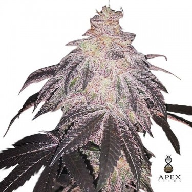 White Runtz Apex Seeds Semi femminizzati