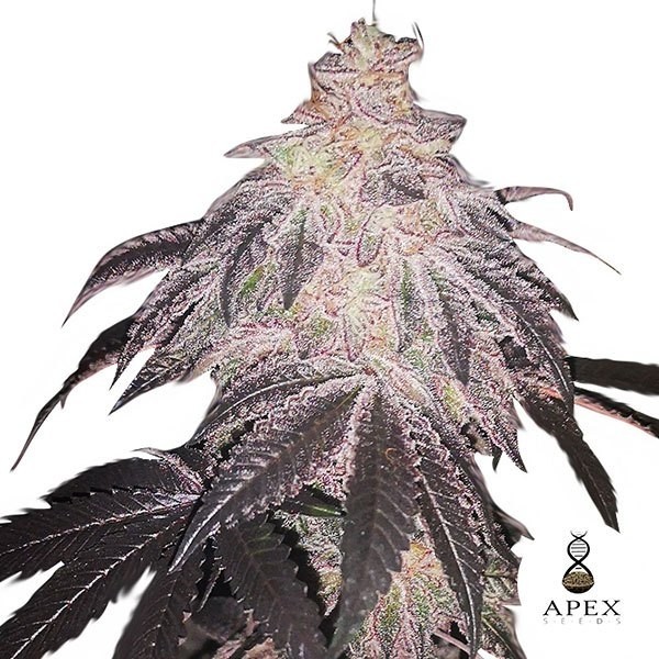 White Runtz Apex Seeds Semi femminizzati
