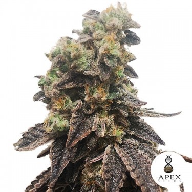 Wedding Crasher Apex Seeds