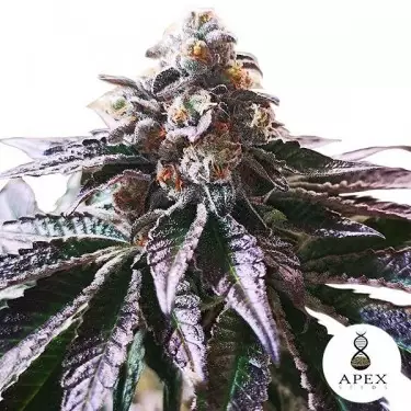 Magic Cookies Sorbet Apex Seeds Femminizzata