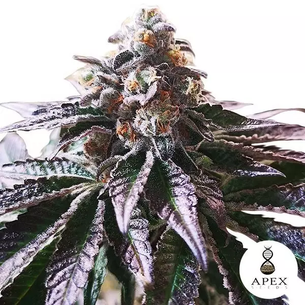 Visualizzazione Magic Cookies Sorbet Apex Seeds Femminizzata