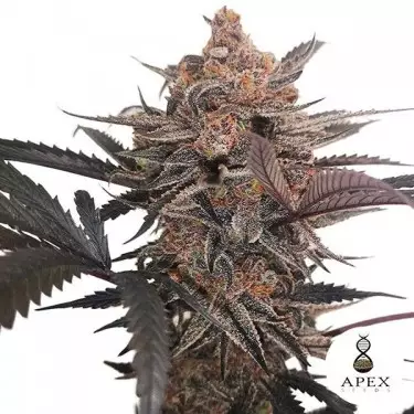 X-Med CBD Plus Apex Seeds Cannabis medicinale