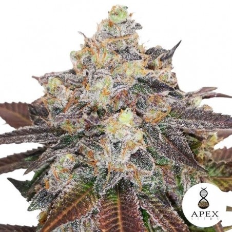 Auto Critical Sorbet XXL di Apex Seeds