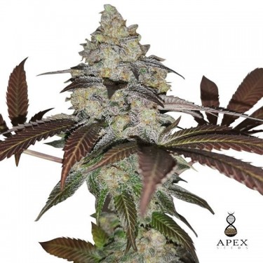 Visualizzazione Auto Sorbet di Apex Seeds Autofiorente