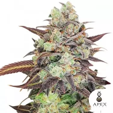 Auto Wedding Crasher del banco Apex Seeds