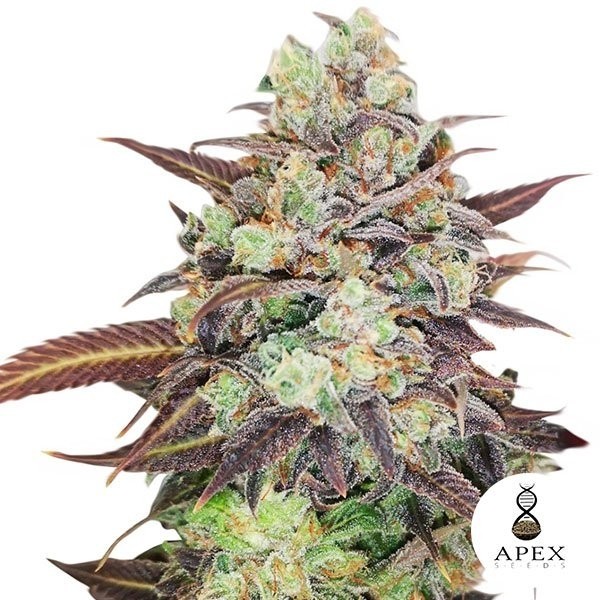 Visualizzazione Auto Wedding Crasher del banco Apex Seeds