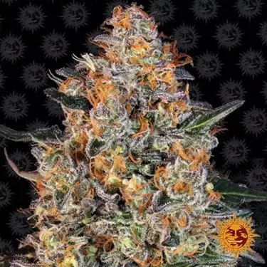 Bubba Kush di Barney's Farm femminizzata