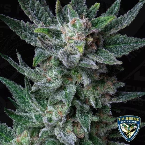 Visualizzazione Auto Bubblegum di T.H. Seeds automatica