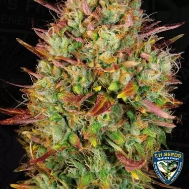 Auto MK Ultra Kush di T.H. Seeds automática