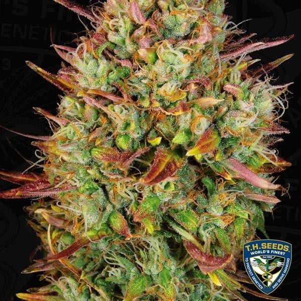 Visualizzazione Auto MK Ultra Kush di T.H. Seeds automática