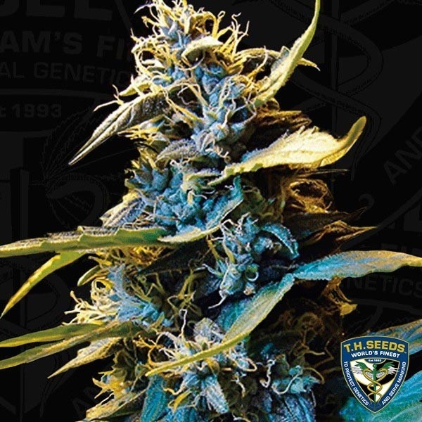 Visualizzazione Auto Northern Hog femminizzata T.H. Seeds