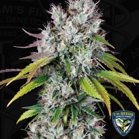Underdawg Semi femminilizzati di T.H. Seeds.