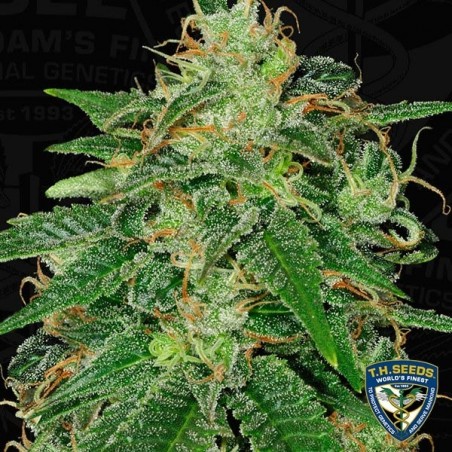 S.A.G.E. Femminilizzata del banco T.H. Seeds.