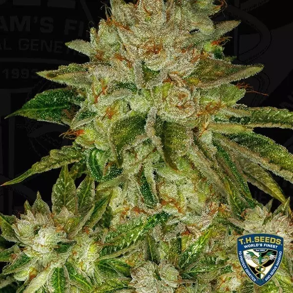 Visualizzazione MK Ultra Semi femminilizzati de T.H. Seeds.