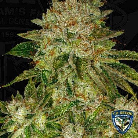 MK Ultra Semi femminilizzati de T.H. Seeds.