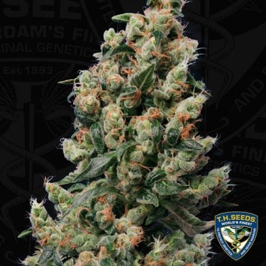 Visualizzazione Kushage Plante de marijuana