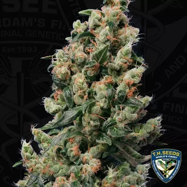 Visualizzazione Kushage Plante de marijuana