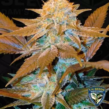 Critical Hog Femminilizzata di T.H. Seeds.