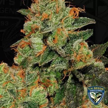 Bubblegum semi femminilizzati T.H. Seeds.