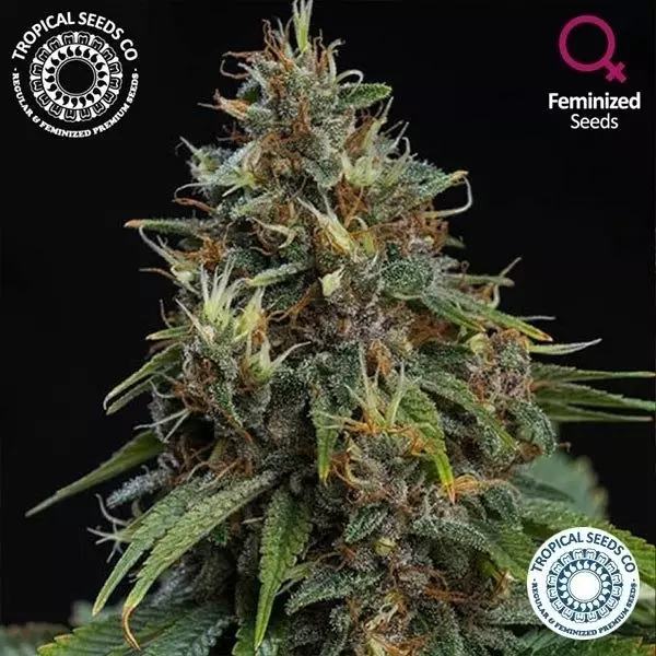 Bisho Purple del banco Tropical Seeds Co.