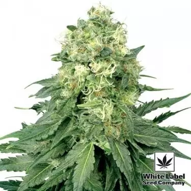 White Widow regolare di White Label