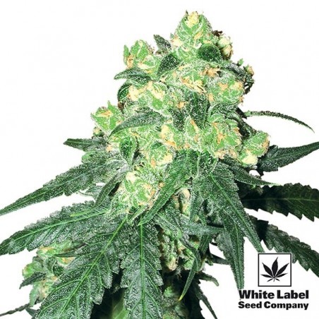 White Label Rhino regolare di White Label.
