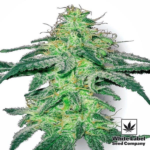 White Skunk semi regolari White Label.