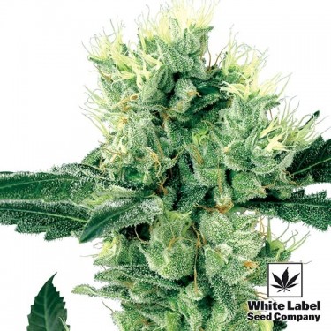Visualizzazione White Haze regolare di White Label Seeds.