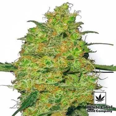 Master Kush semi regolari White Label.