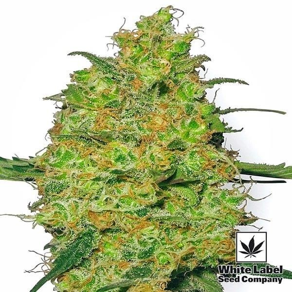 Master Kush semi regolari White Label.