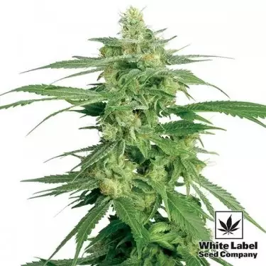 Holland's Hope regolare di White Label.