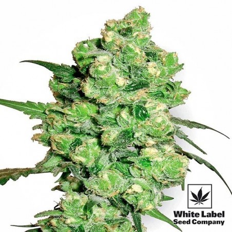 Super Skunk regolare di White Label.