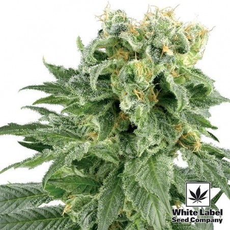 Double Gum semi regolari White Label.
