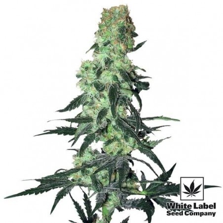 Amnesia White Regular di White Label.