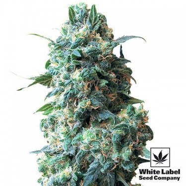 Afghan Kush regolare di White Label.