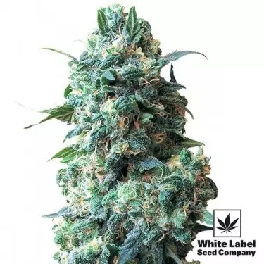 Afghan Kush regolare di White Label.